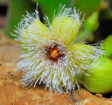 Stapelia glanduliflora - желистоцветковая