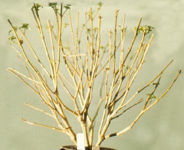 Регулярная обрезка залог желаемой формы кроны растения