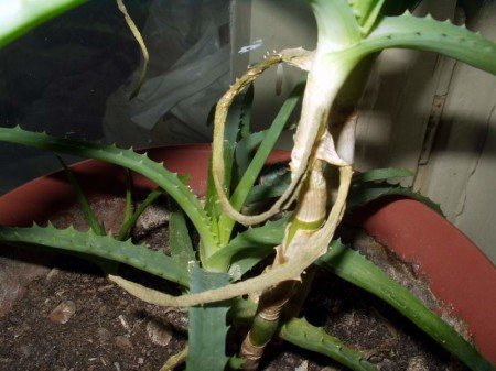 Пораженное сухой гнилью растение сохнет изнутри - спасти почти невозможно