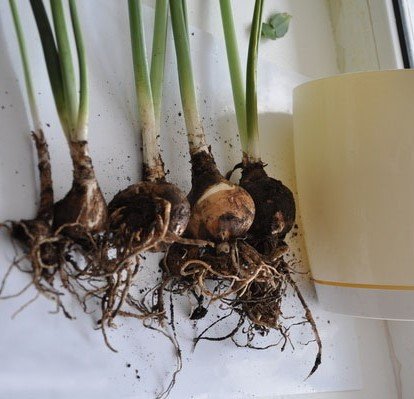 Эухарис растение "компанейское" поэтому намного лучше растет и развивается в компании 3-5 луковиц