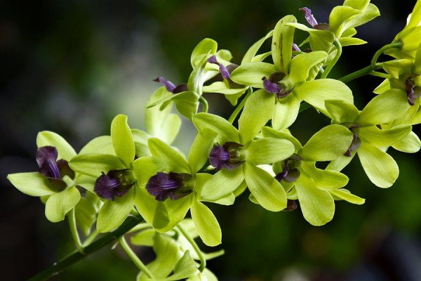 Разновидность орхидей дендробиум