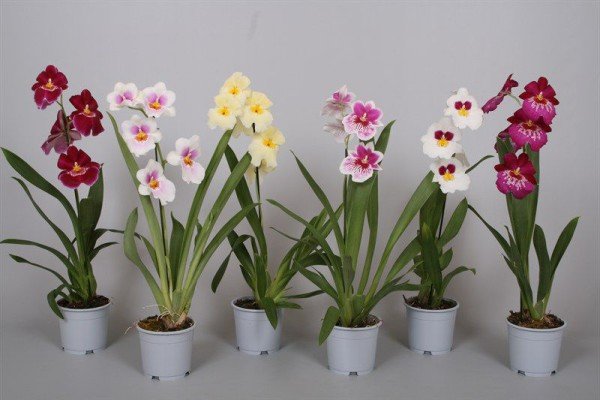 Орхидея дендробиум микс уход в домашних условиях фото