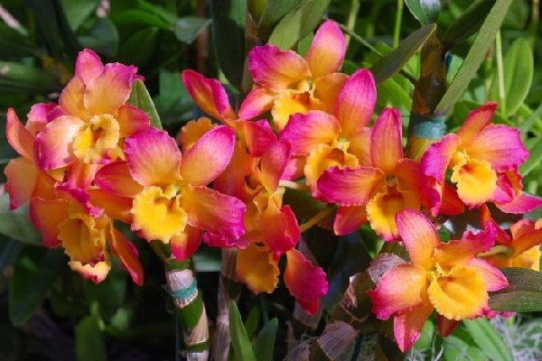 Орхидея дендробиум фото