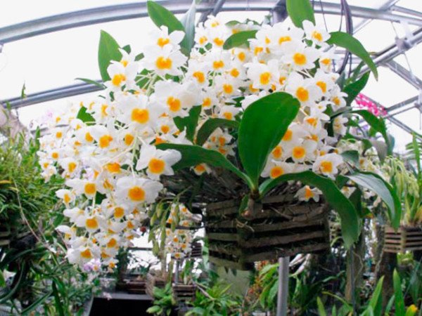 Орхидея дендробиум уход в домашних условиях