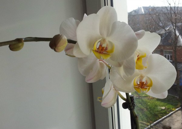 Белая орхидея фото