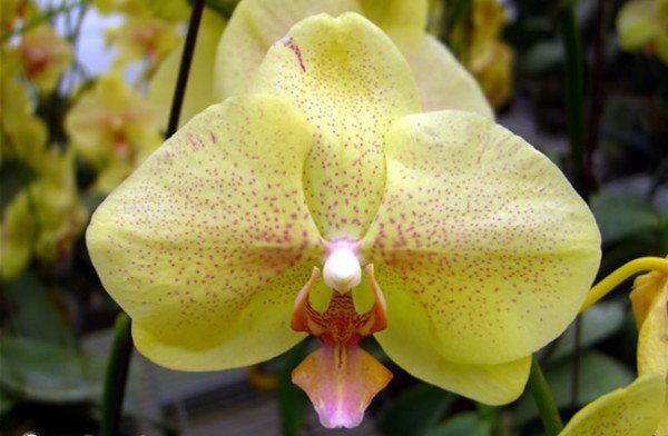 Желтая орхидея Фаленопсис