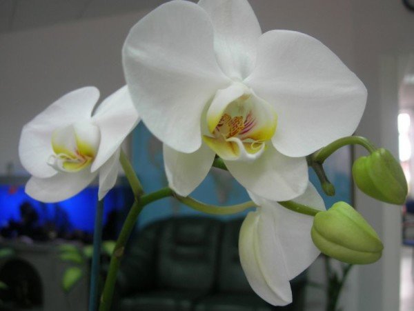 Цветок орхидея белая