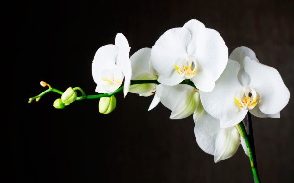 Орхидея фаленопсис белая фото