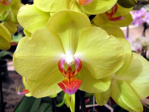 Желтая орхидея Фаленопсис уход