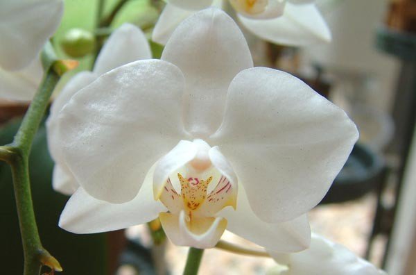 Белая орхидея уход в домашних условиях