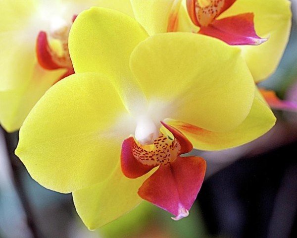 Желтая орхидея Фаленопсис цветение