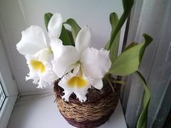 Орхидея каттлея уход в домашних условиях