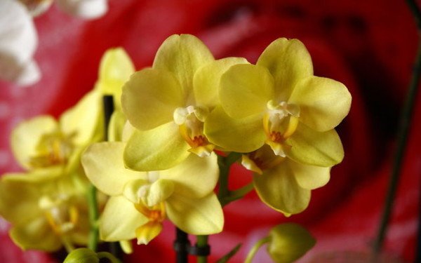 Желтая орхидея Фаленопсис фото