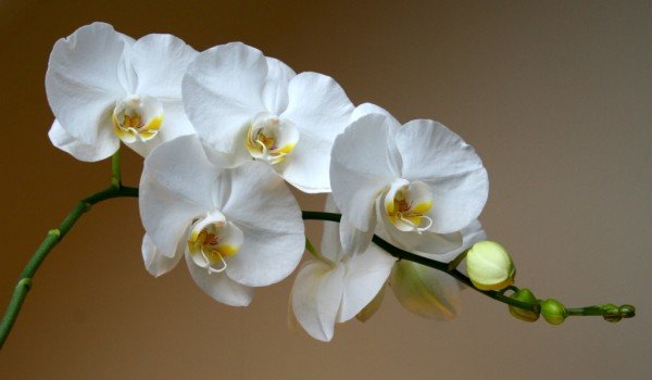 Белая орхидея Фаленопсис