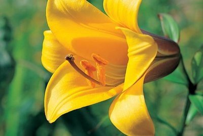 Трубчатые лилии "Golden Splendour"