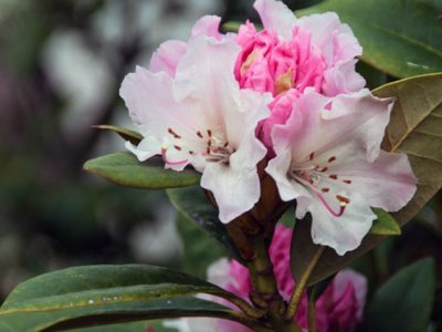 rhododendron3e_400x300